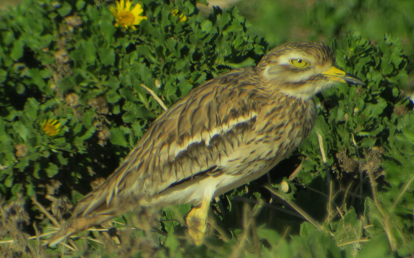 18_triel_eurasian-stone-curlew_sidi-wassay_marokko_2018-11-24_3588