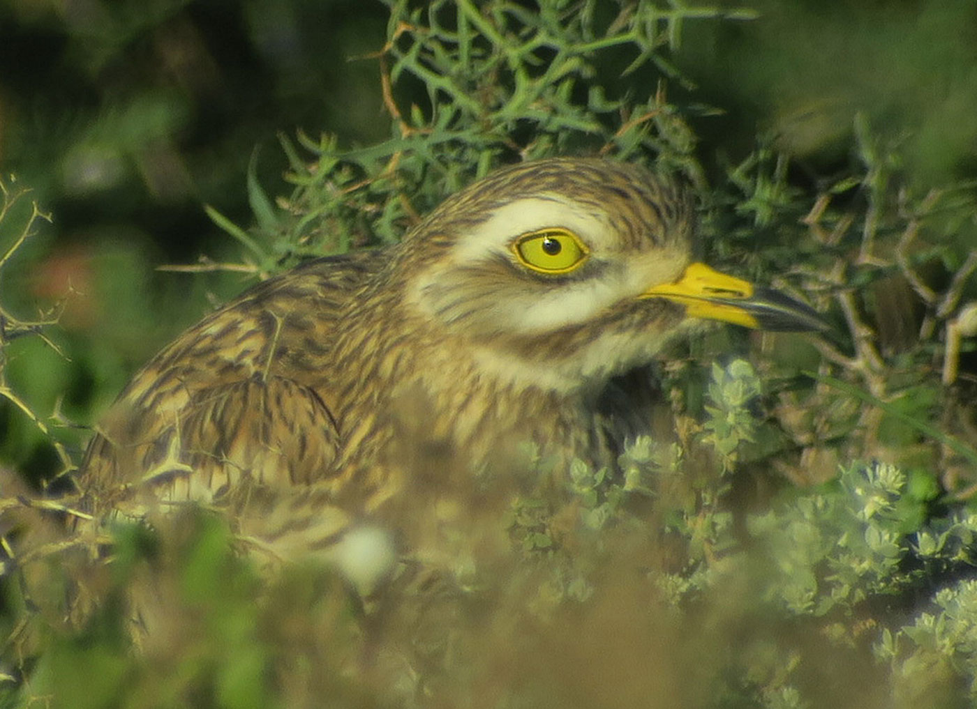 19_triel_eurasian-stone-curlew_sidi-wassay_marokko_2018-11-24_3596