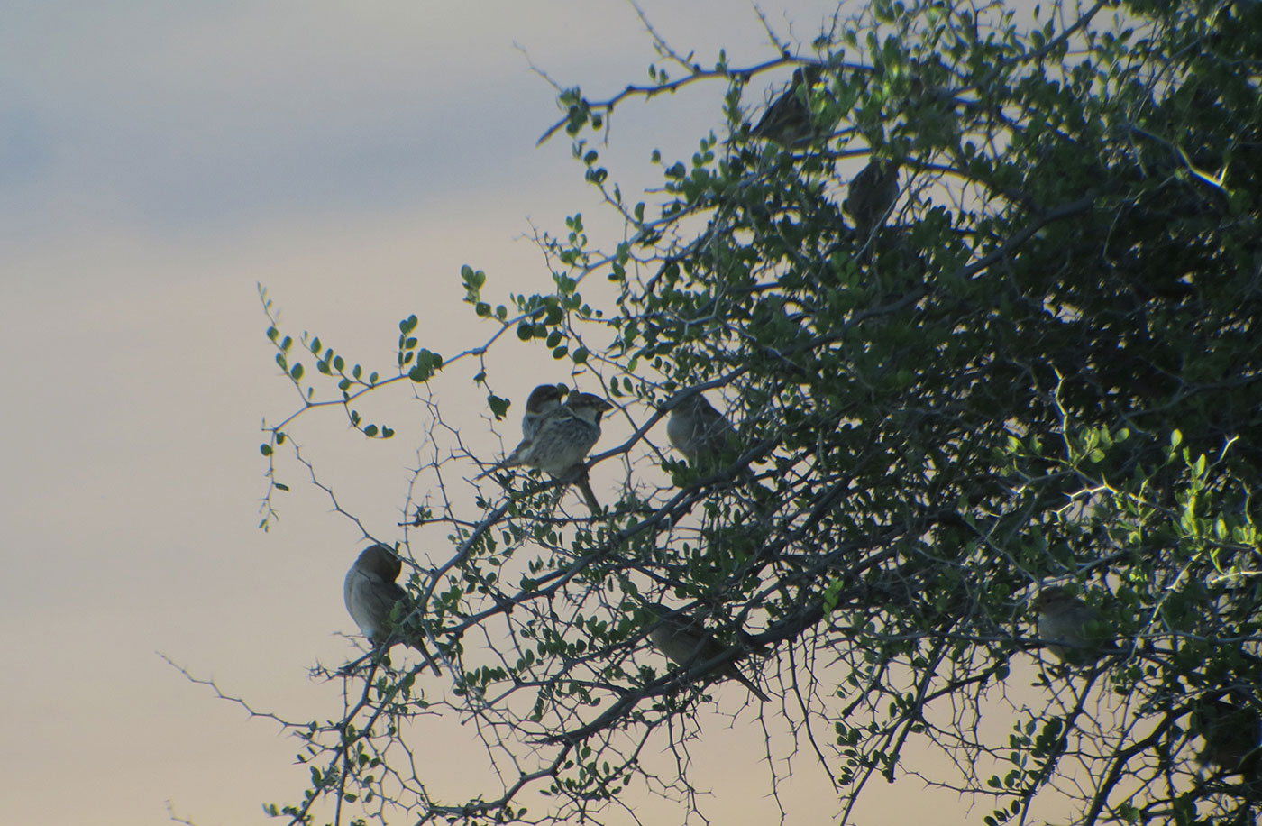 19_weidensperling_spanish-sparrow_guelmim_marokko_2018-11-26_4593