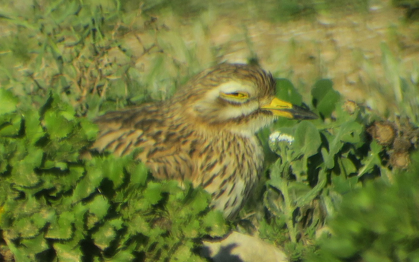 20_triel_eurasian-stone-curlew_sidi-wassay_marokko_2018-11-24_3612