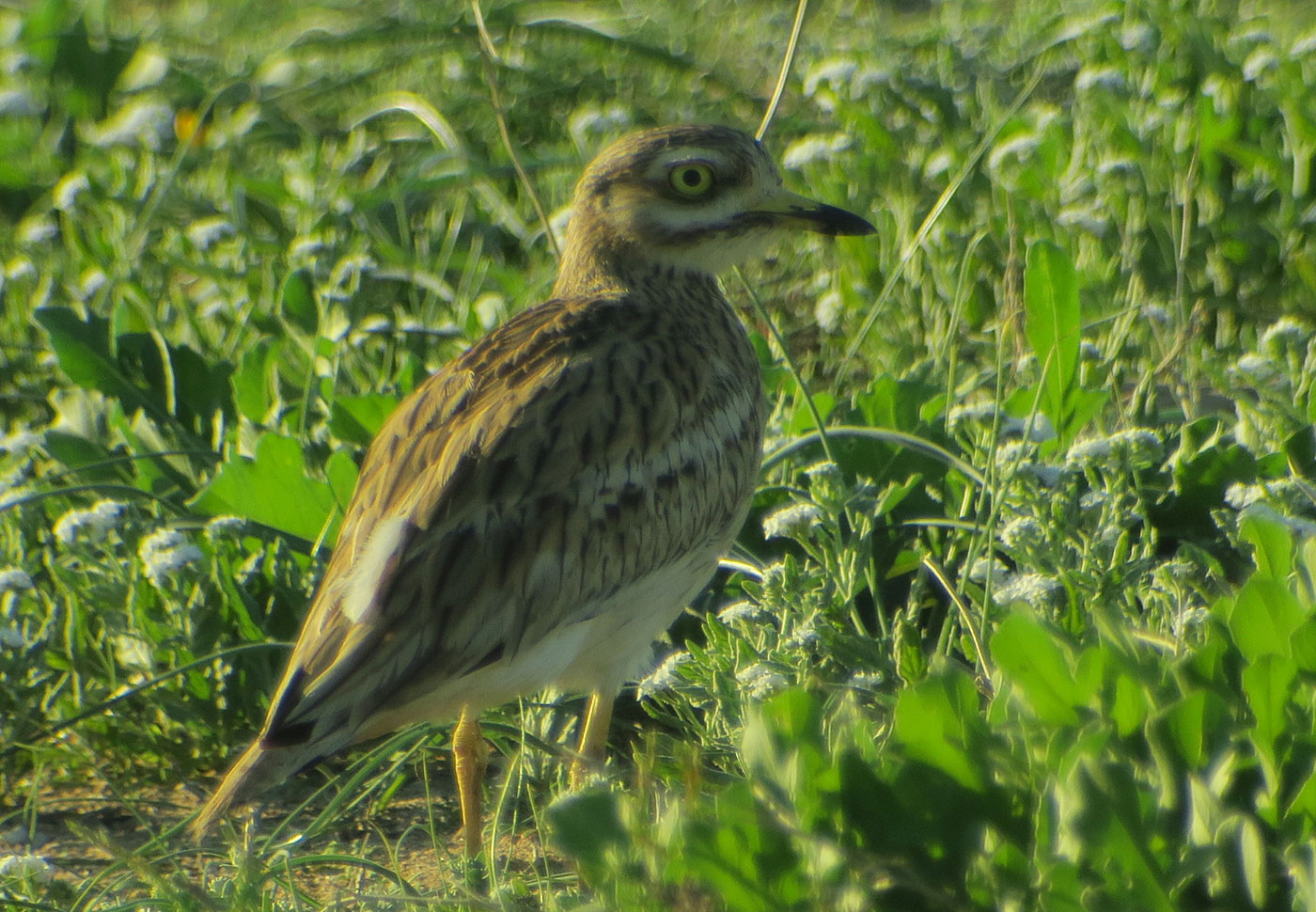 21_triel_eurasian-stone-curlew_sidi-wassay_marokko_2018-11-24_3661