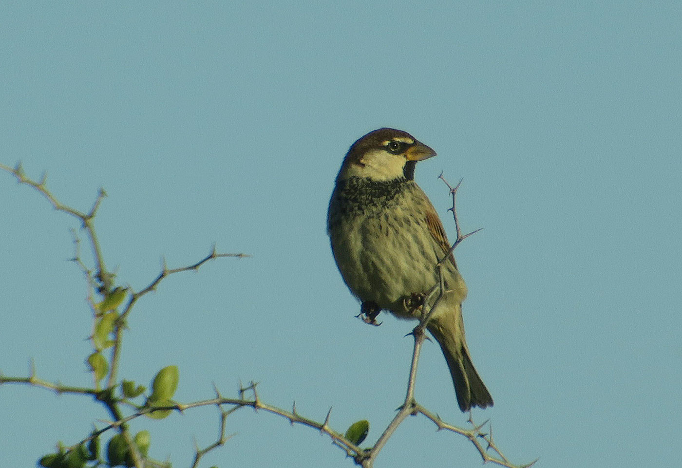 21_weidensperling_spanish-sparrow_guelmim_marokko_2018-11-26_4604