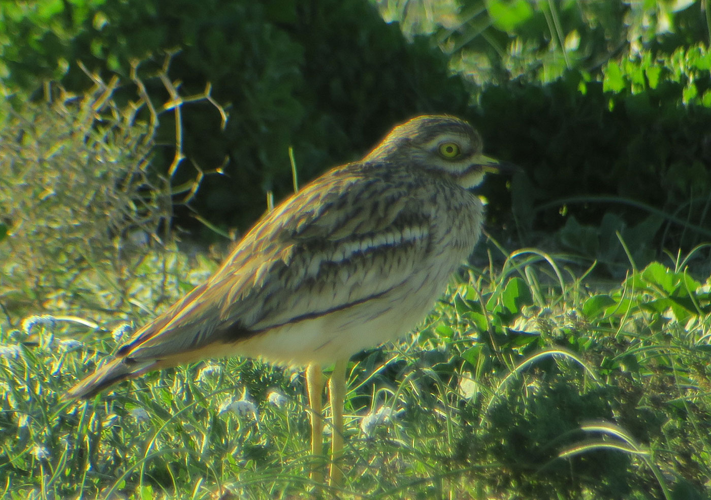 22_triel_eurasian-stone-curlew_sidi-wassay_marokko_2018-11-24_3662