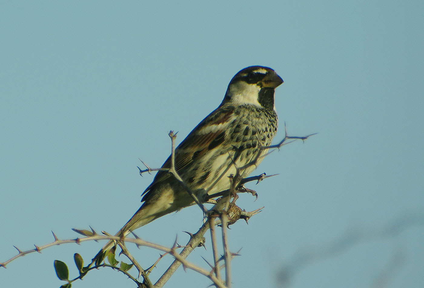 22_weidensperling_spanish-sparrow_guelmim_marokko_2018-11-26_4661