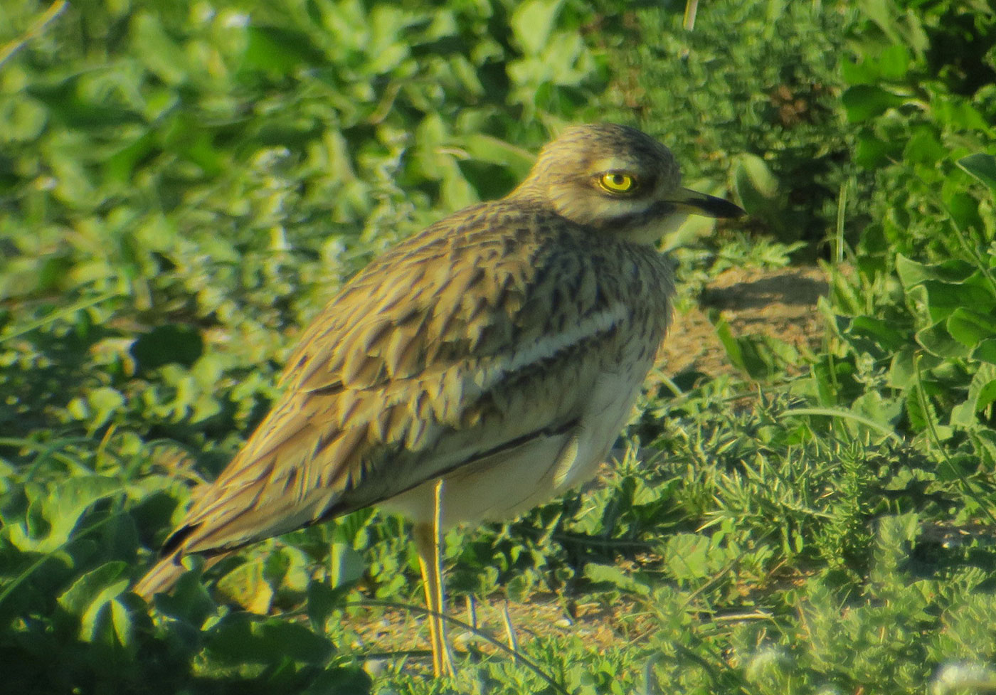 23_triel_eurasian-stone-curlew_sidi-wassay_marokko_2018-11-24_3663