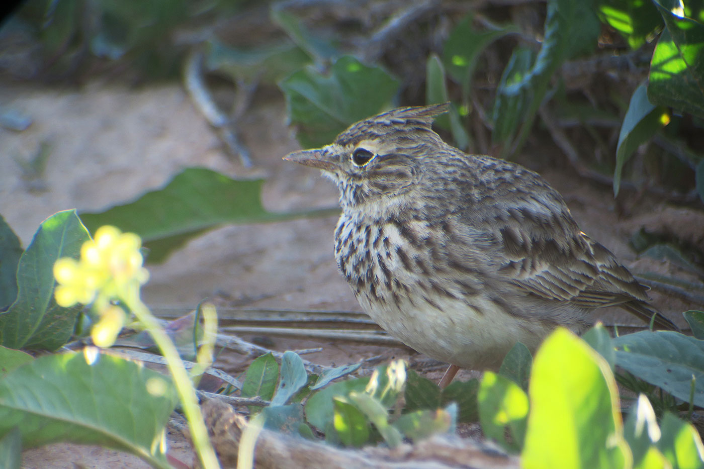 24_theklalerche_thekla-lark_guelmim_marokko_2018-11-26_4618