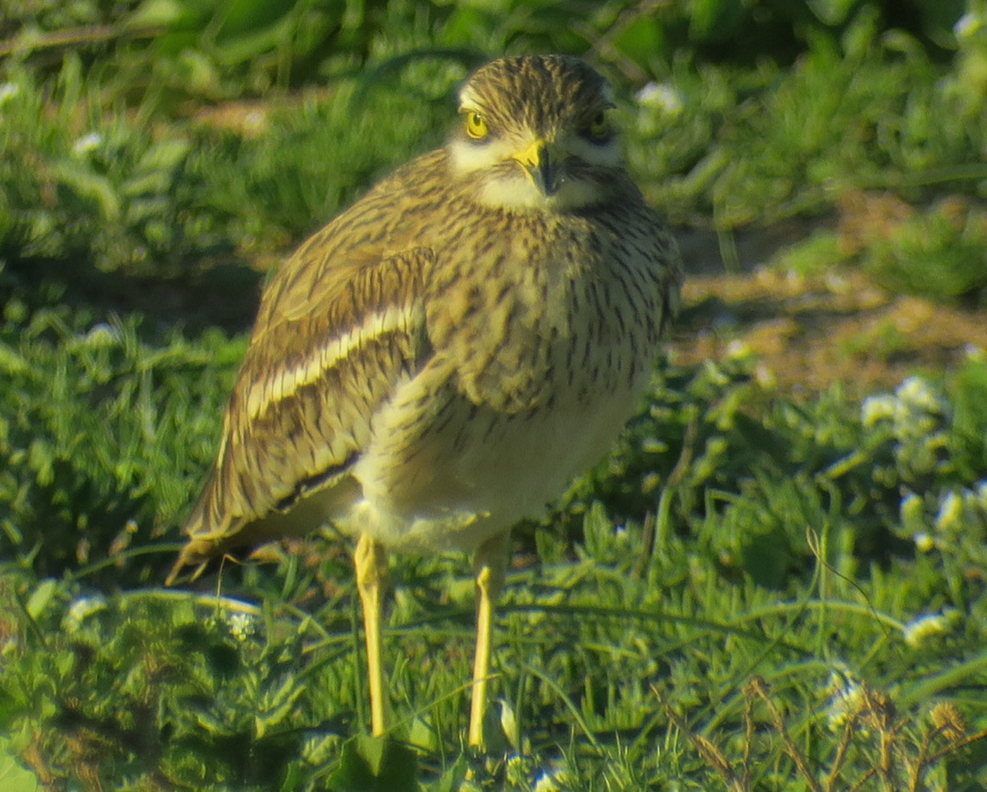 24_triel_eurasian-stone-curlew_sidi-wassay_marokko_2018-11-24_3667