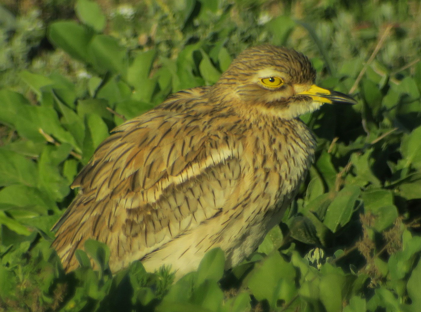 25_triel_eurasian-stone-curlew_sidi-wassay_marokko_2018-11-24_3674