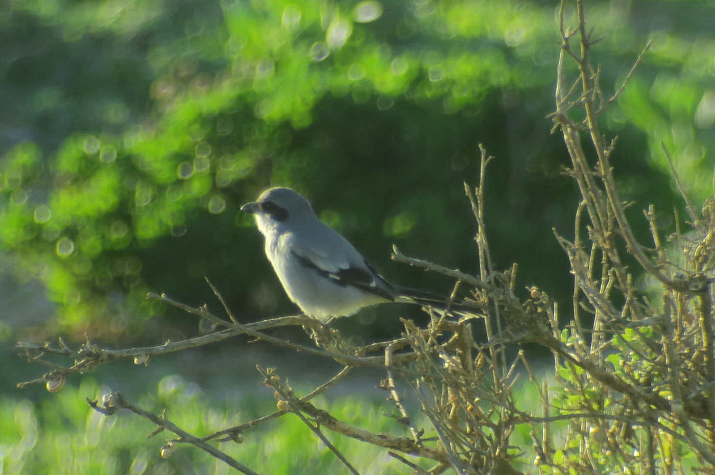 26_great-grey-shrike_algeriensis_sidi-wassay_marokko_2018-11-24_3646