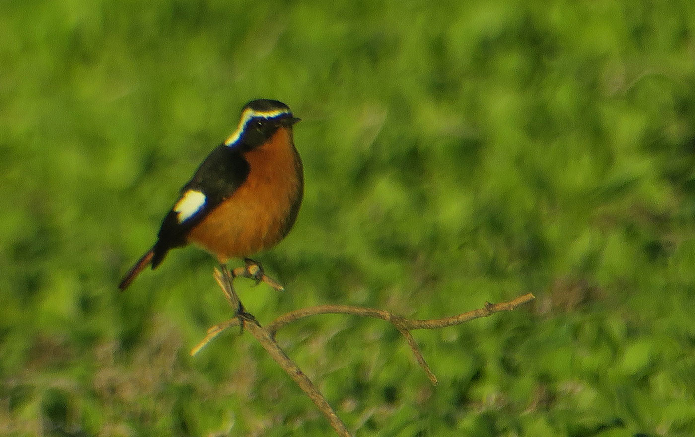 28_diademrotschwanz_moussiers-redstart_sidi-wassay_marokko_2018-11-24_3688