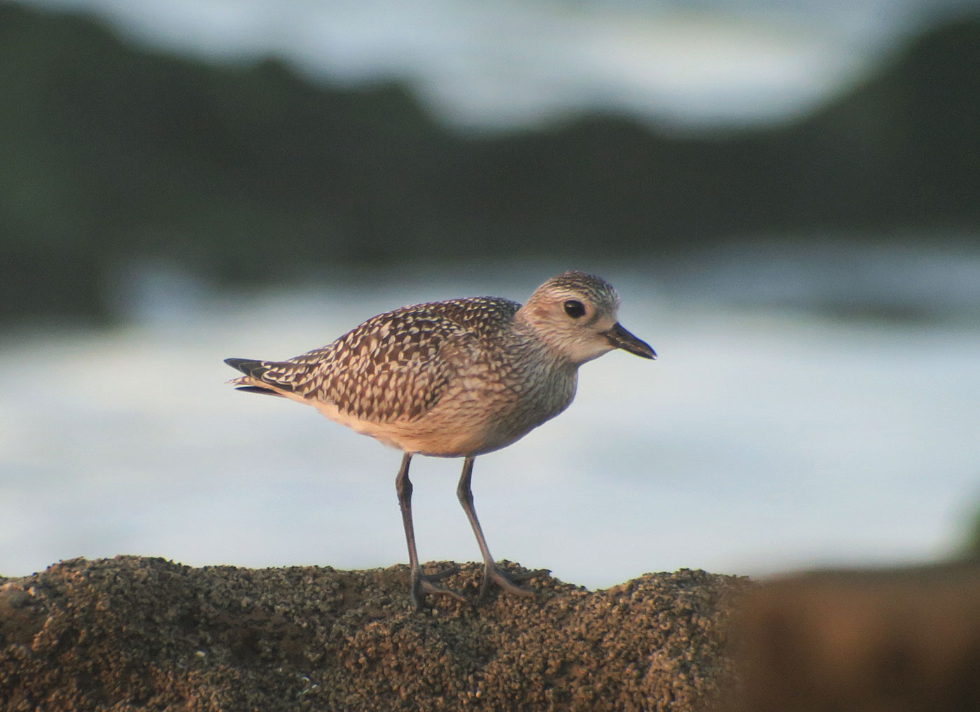 32_kiebitzregenpfeifer_grey-plover_sidi-wassay_marokko_2018-11-24_3744