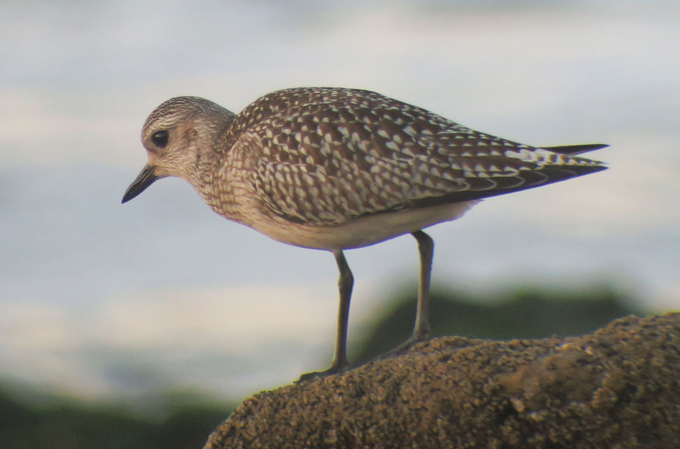 33_kiebitzregenpfeifer_grey-plover_sidi-wassay_marokko_2018-11-24_3752