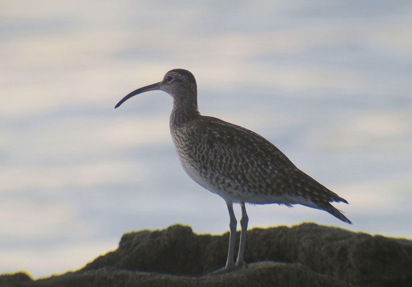 35_regenbrachvogel_whimbrel_sidi-wassay_marokko_2018-11-24_3768