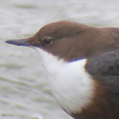 Wasseramsel taucht nach Futter