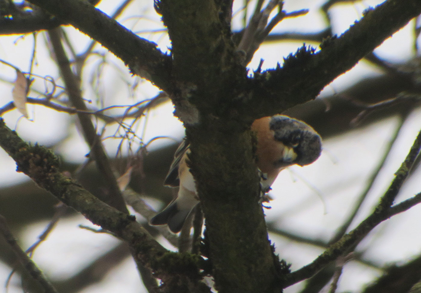 02_bergfink_brambling_ostfriedhof_2019-01-27_6589