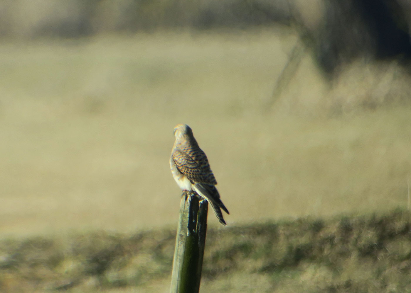 03-a_turmfalke_common-kestrel_raistinger-wiesen_2019-01-19_6470