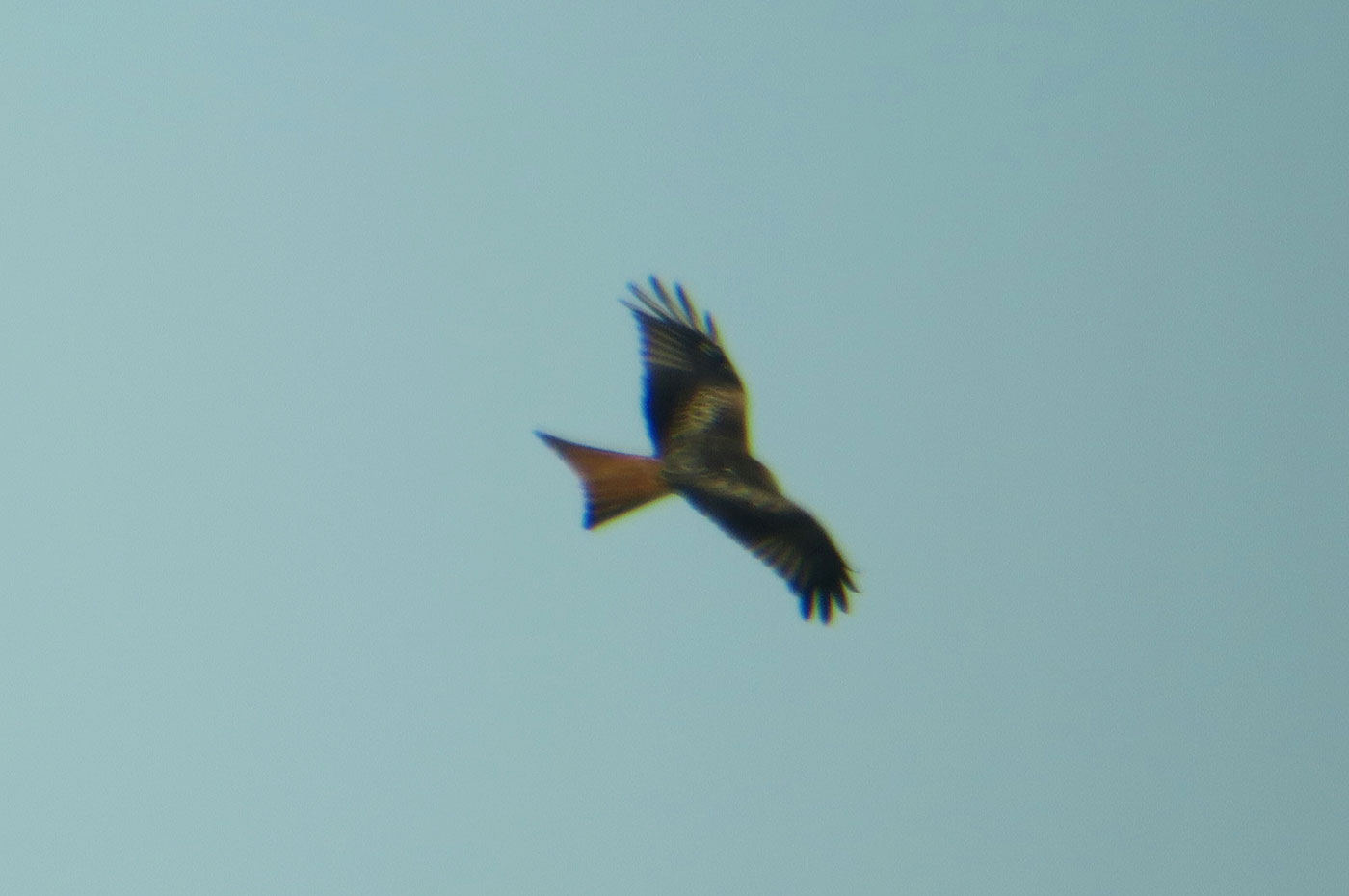 03-b_rotmilan_red-kite_raistinger-wiesen_2019-01-19_6422