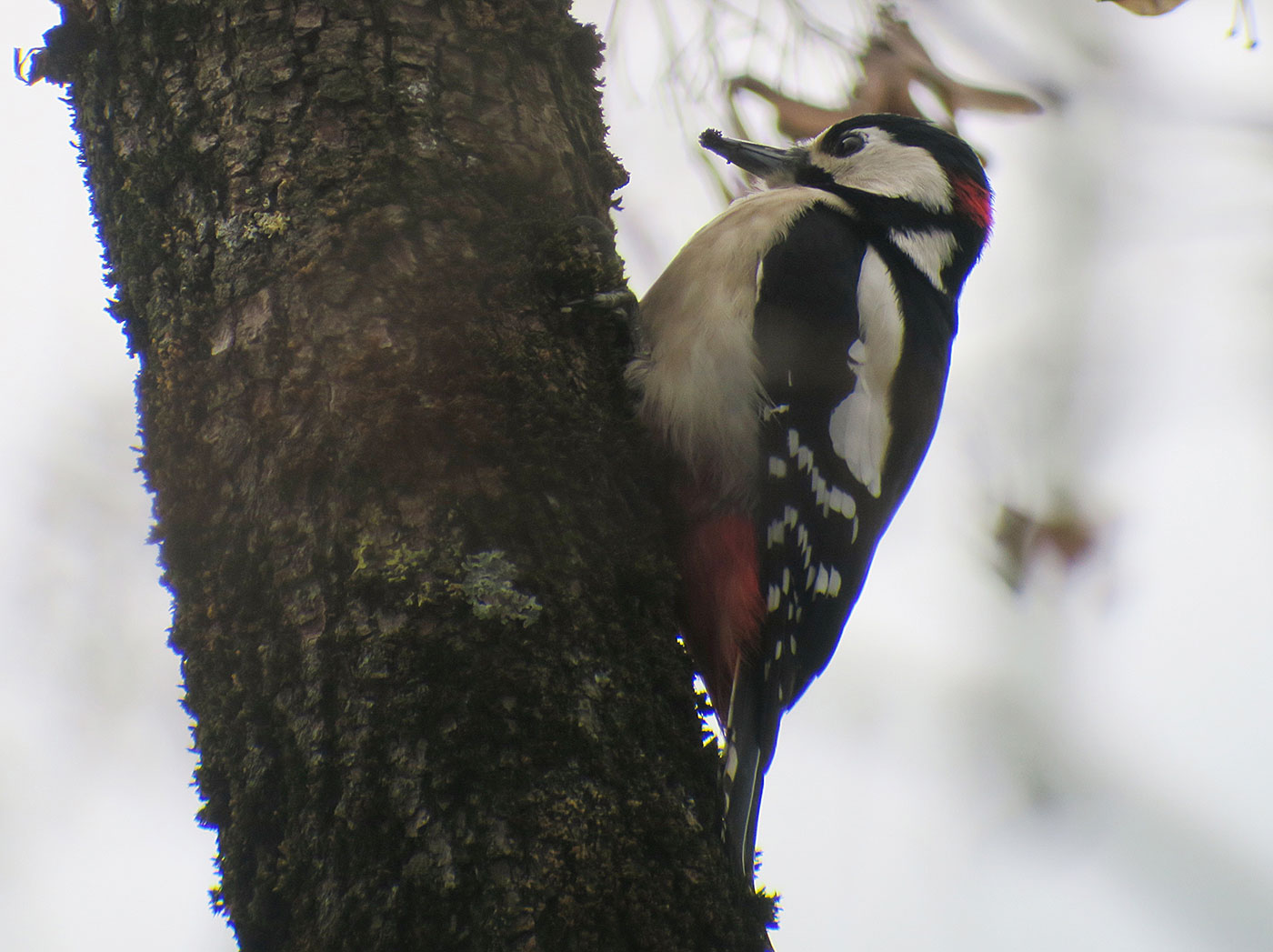 03_buntspecht_great-spotted-woodpecker_ostfriedhof_2019-01-27_6609