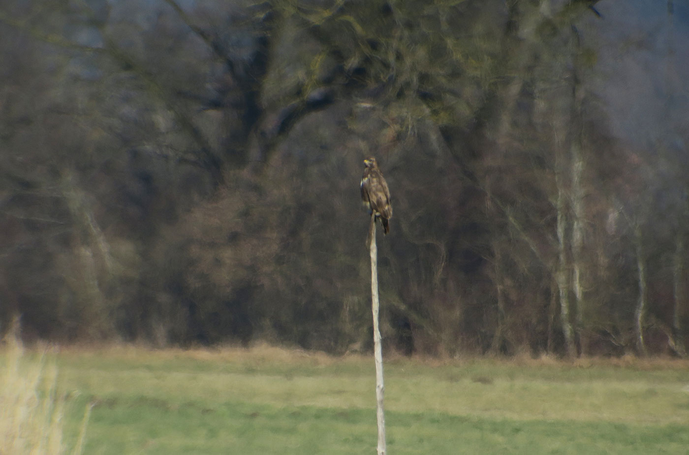 04_maeusebussard_common-buzzard_raistinger-wiesen_2019-01-19_6445