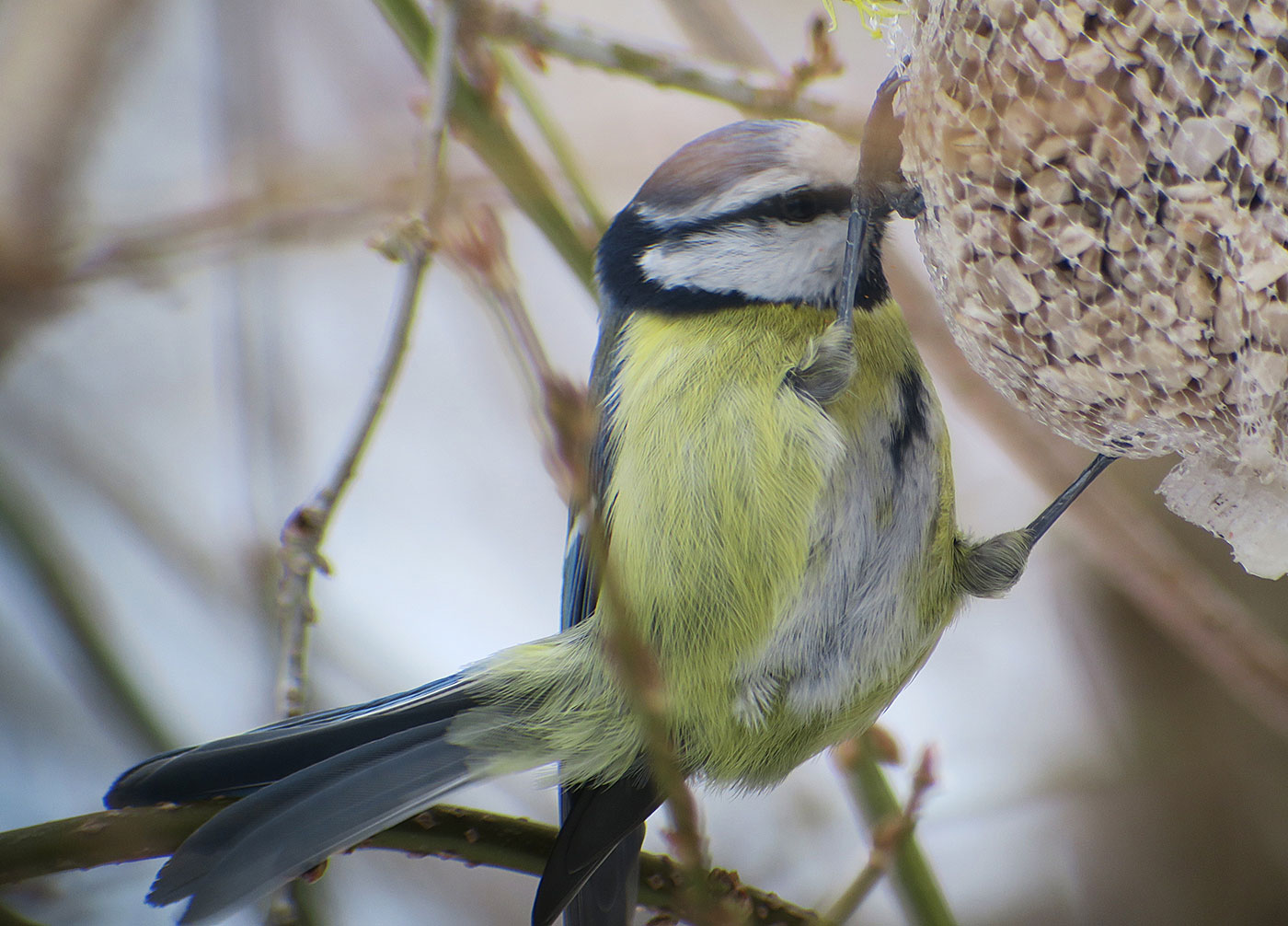 05_blaumeise_eurasian-blue-tit_ostfriedhof_2019-01-27_6678