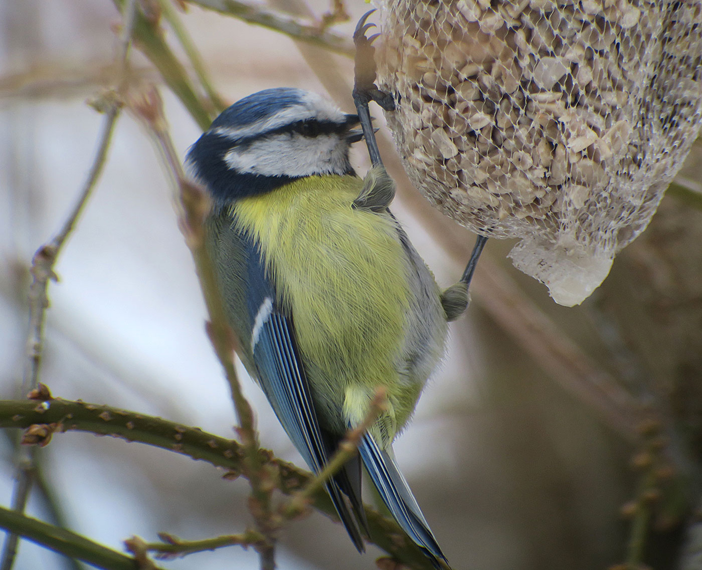 06_blaumeise_eurasian-blue-tit_ostfriedhof_2019-01-27_6685