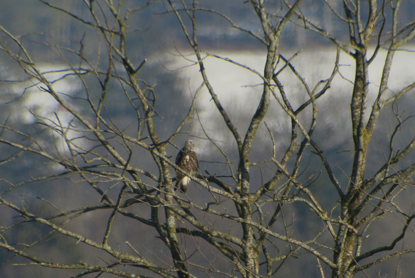 06_raufussbussard_rough-legged-buzzard_raistinger-wiesen_2019-01-19_6531