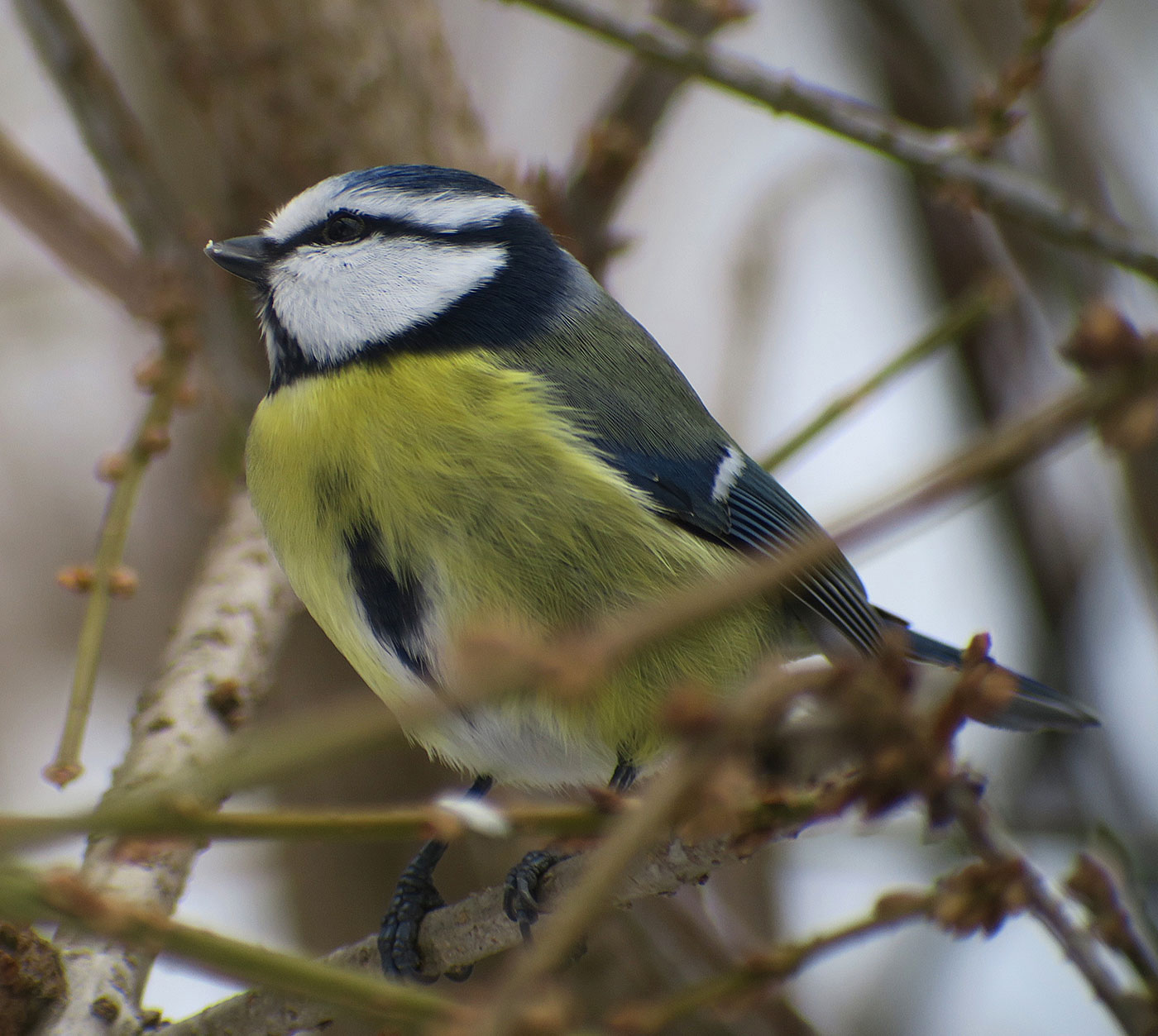 07_blaumeise_eurasian-blue-tit_ostfriedhof_2019-01-27_6760