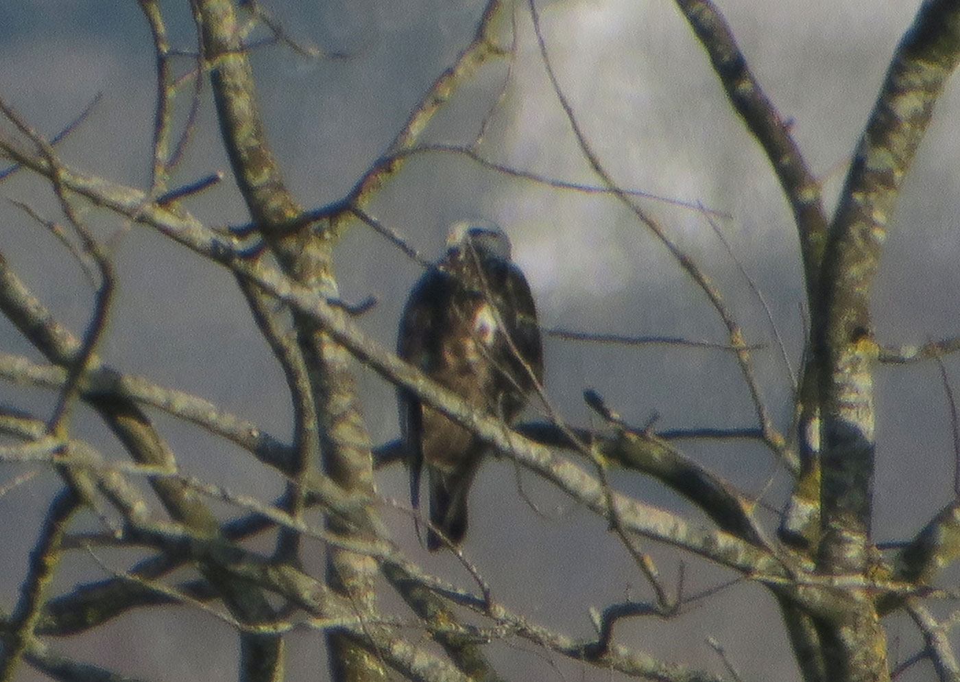 07_raufussbussard_rough-legged-buzzard_raistinger-wiesen_2019-01-19_6510