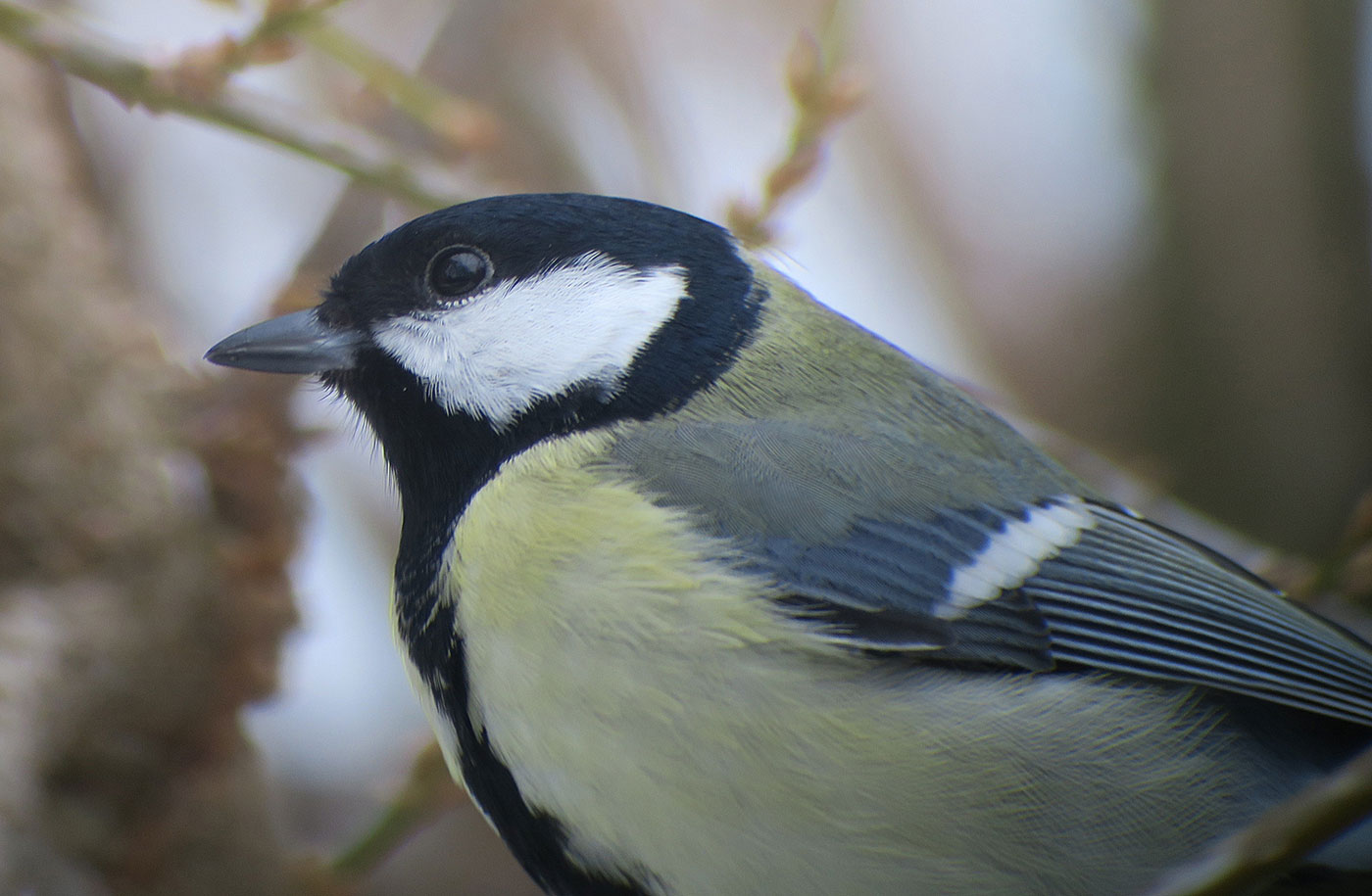 08_kohlmeise_great-tit_ostfriedhof_2019-01-27_6644