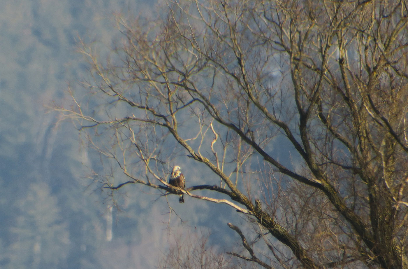 08_raufussbussard_rough-legged-buzzard_raistinger-wiesen_2019-01-19_6551