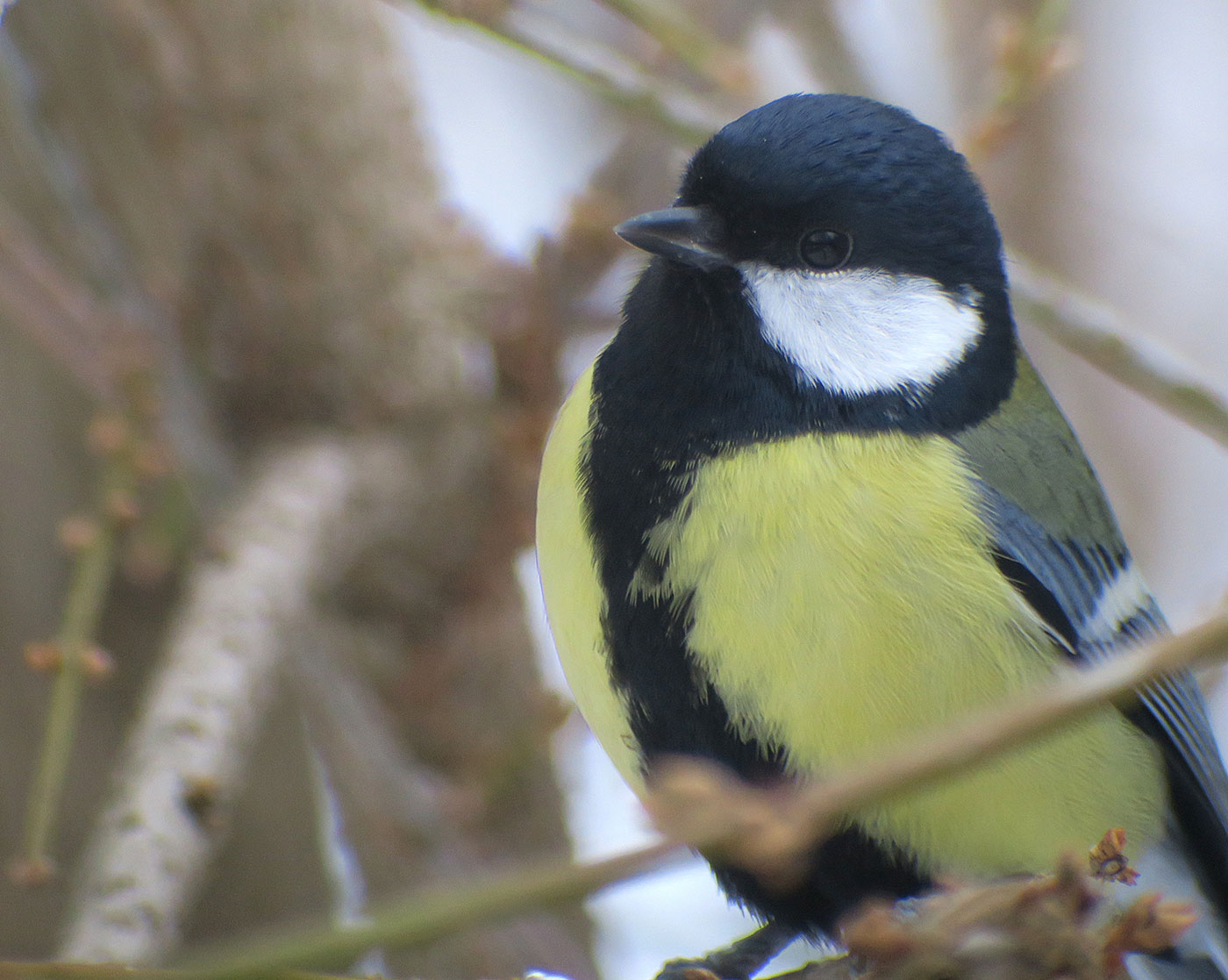 09_kohlmeise_great-tit_ostfriedhof_2019-01-27_6653