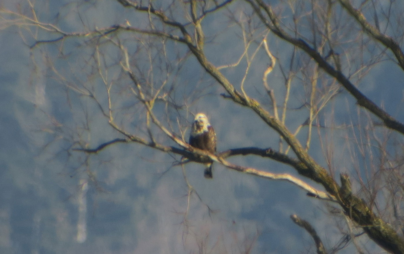 09_raufussbussard_rough-legged-buzzard_raistinger-wiesen_2019-01-19_6555