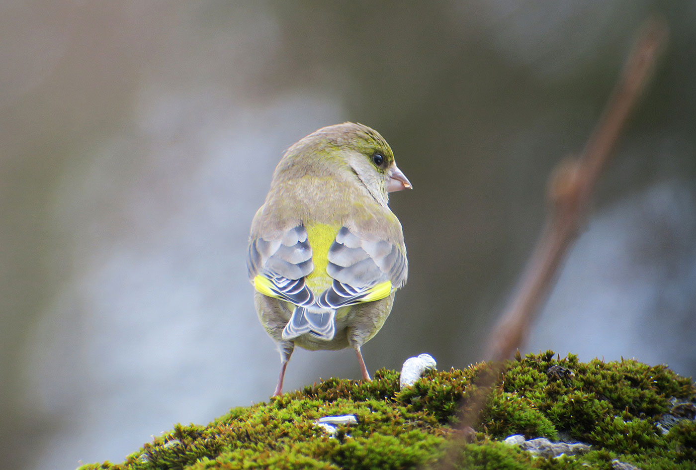 10_gruenfink_european_greenfinch_ostfriedhof_2019-01-27_6709