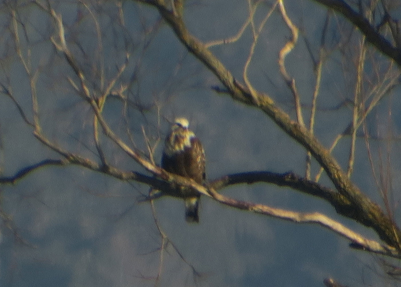 10_raufussbussard_rough-legged-buzzard_raistinger-wiesen_2019-01-19_6562