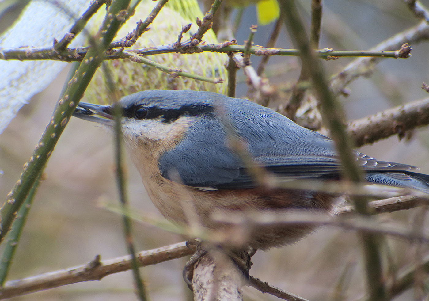 11_kleiber_eurasian_nuthatch_ostfriedhof_2019-01-27_6743