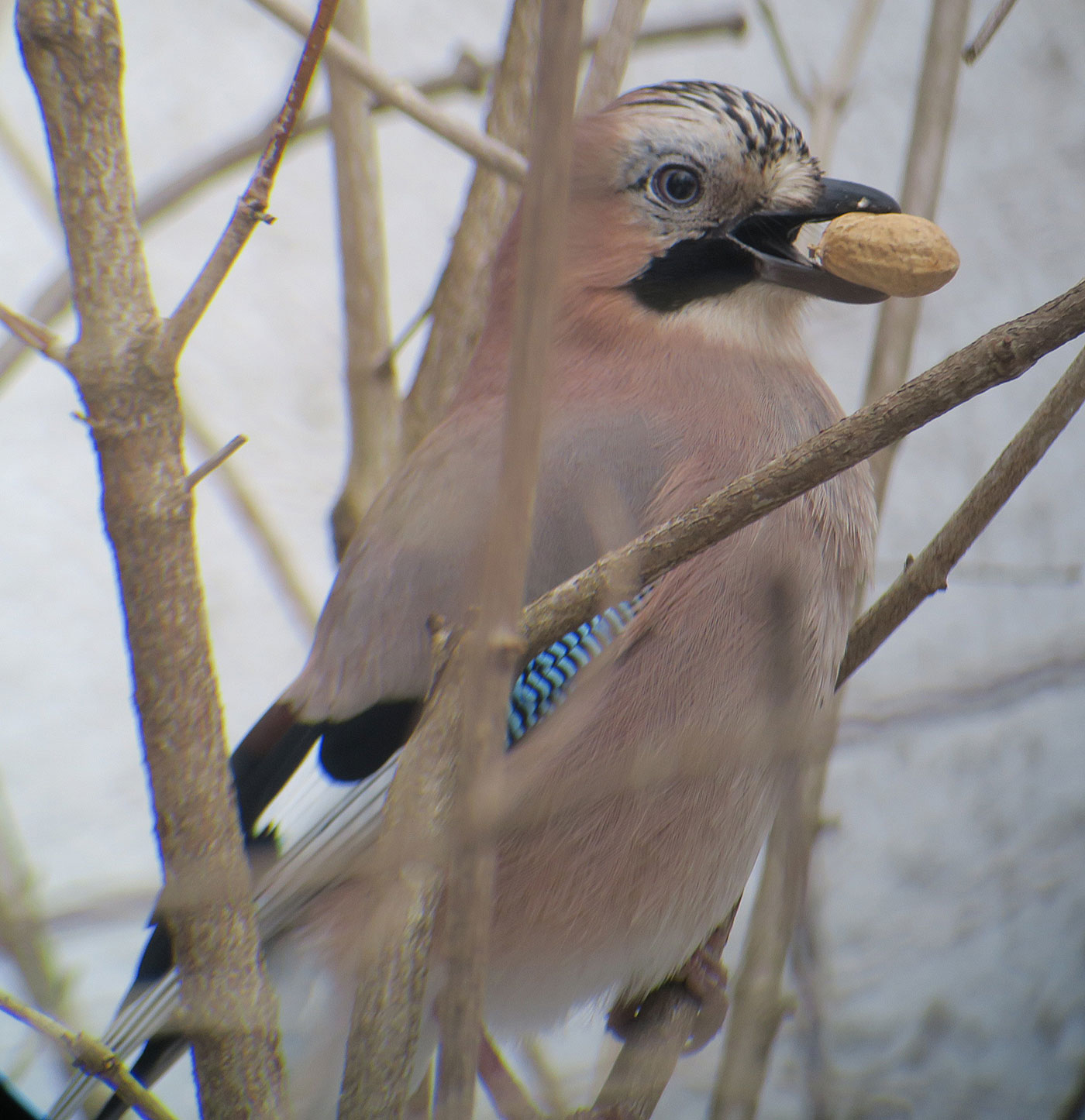 12_eichelhaeher_eurasian-jay_ostfriedhof_2019-01-27_6794