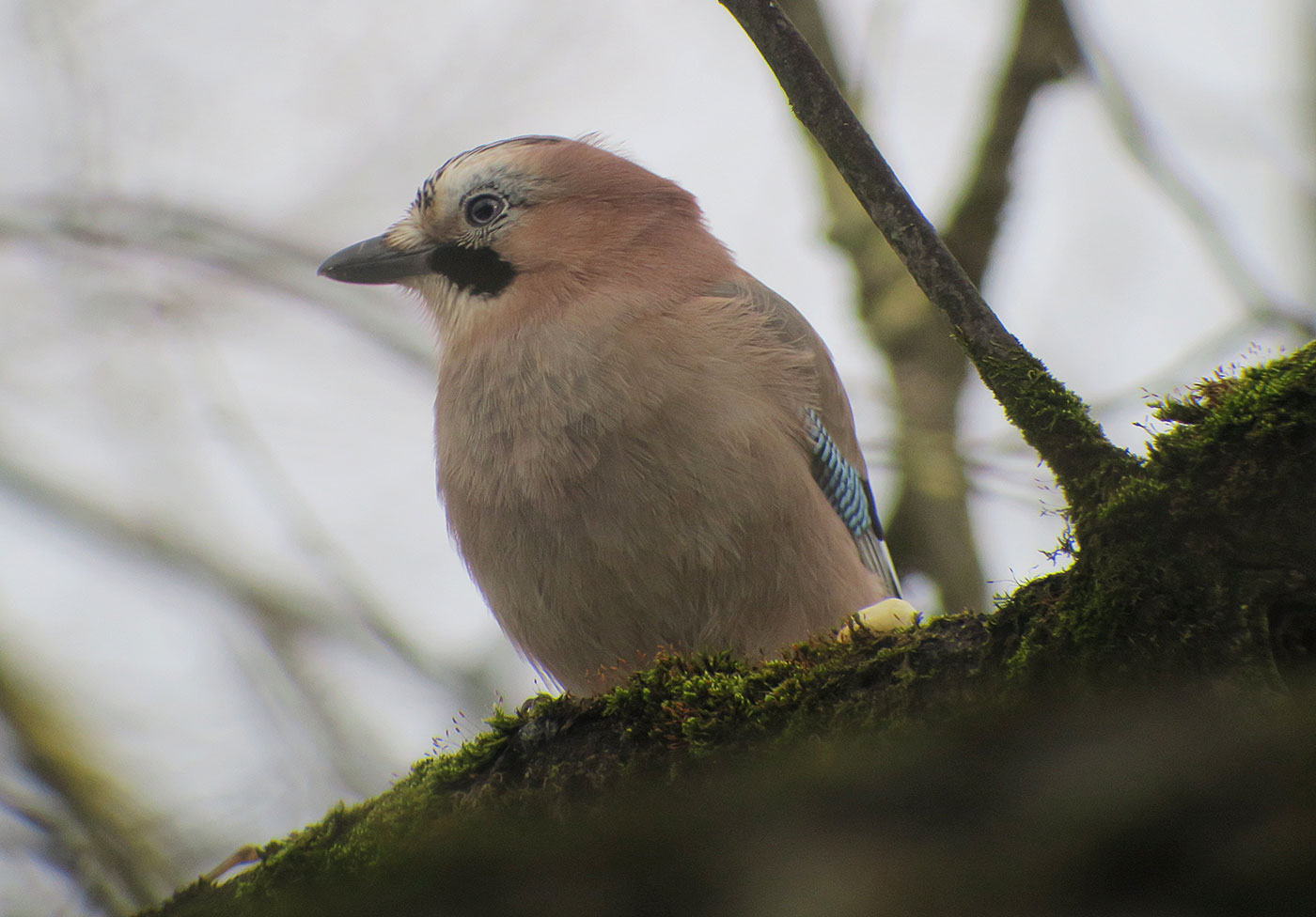 13_eichelhaeher_eurasian-jay_ostfriedhof_2019-01-27_6815