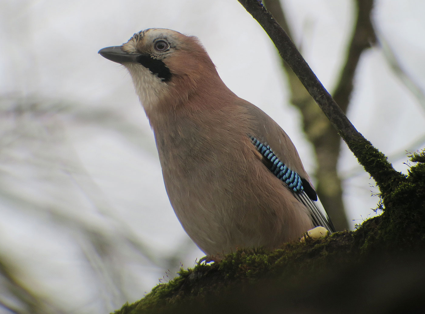 14_eichelhaeher_eurasian-jay_ostfriedhof_2019-01-27_6817