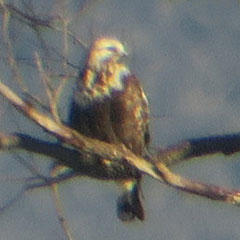 Raufußbussard in den Raistinger Wiesen