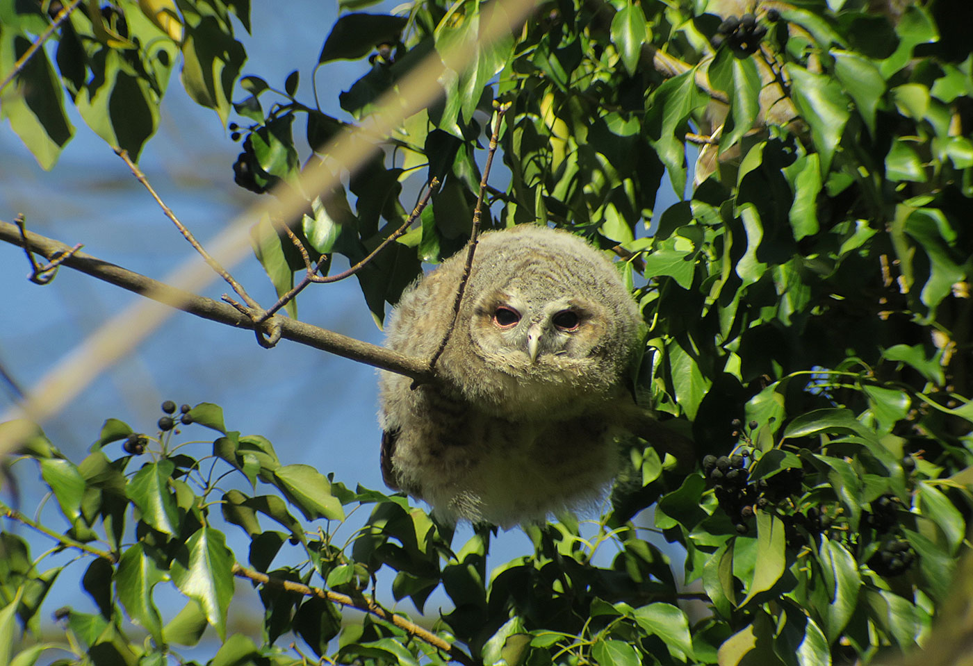 01_waldkauz_tawny-owl_engl-garten_2019-03-17_7783