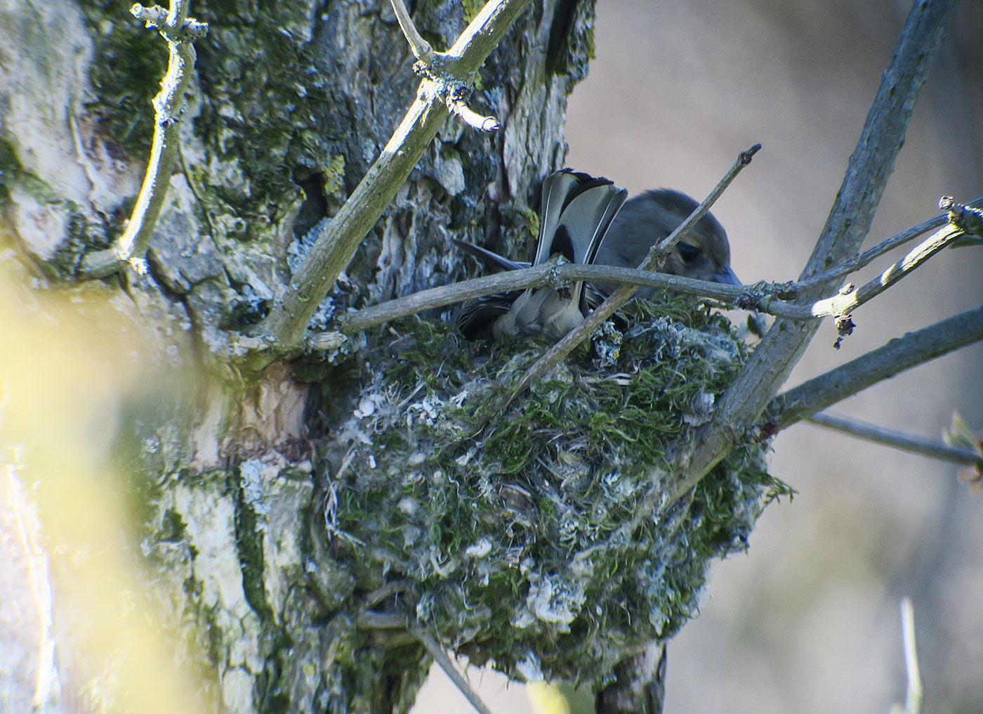 02_buchfink_common-chaffinch_echinger_stausee_2019-03-31_8343