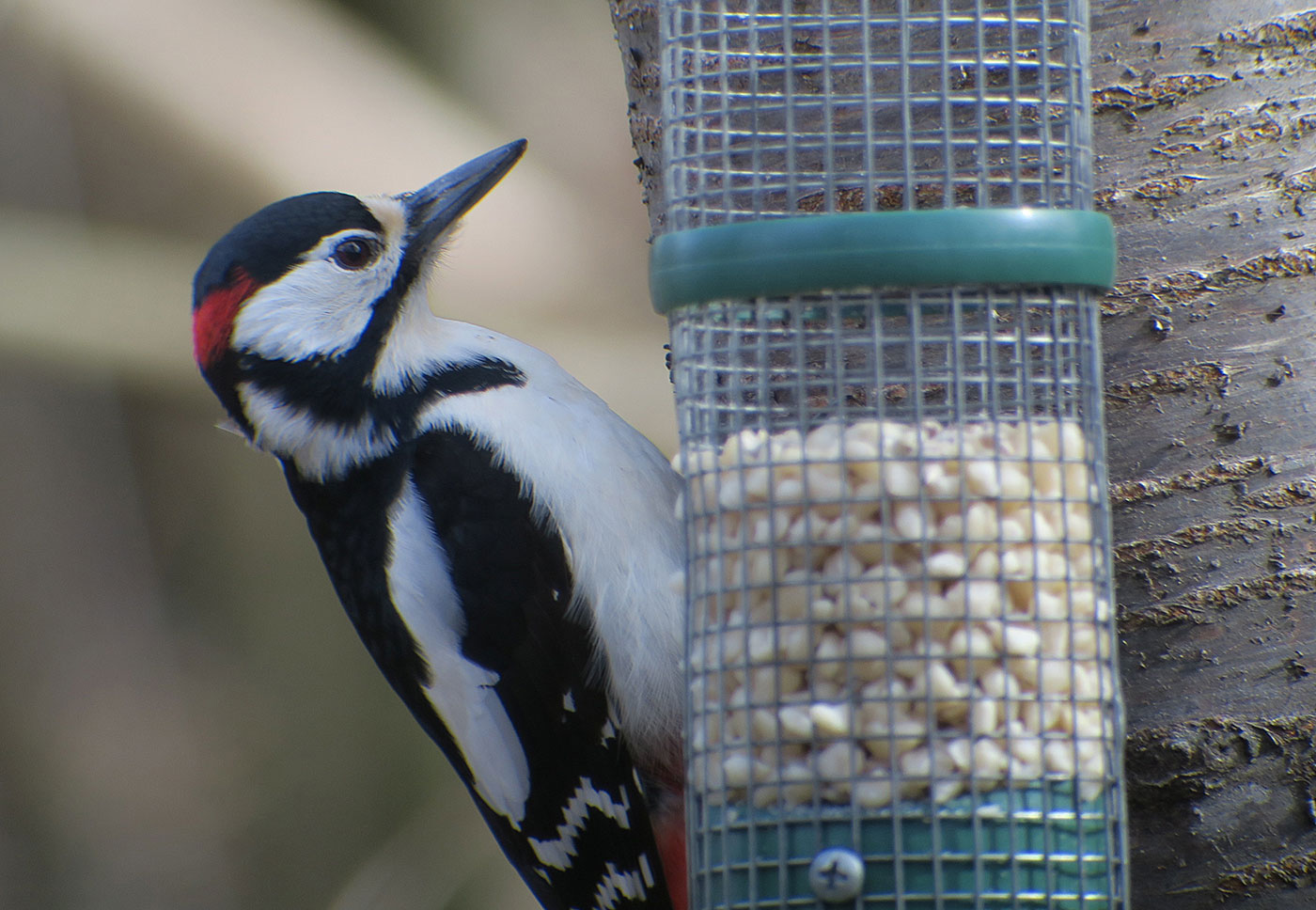 02_buntspecht_great-spotted-woodpecker_perlacher-forst_2019-03-03_7350