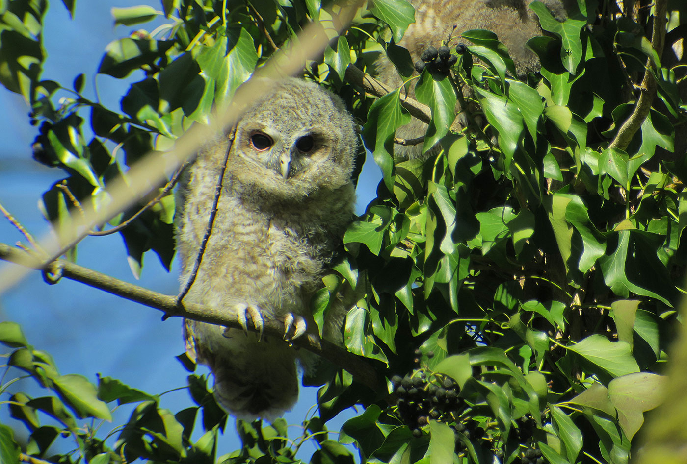 02_waldkauz_tawny-owl_engl-garten_2019-03-17_7818