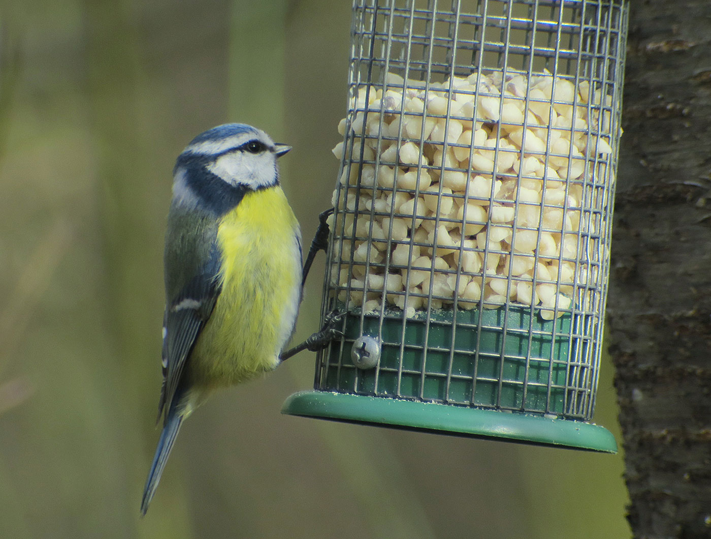 03_blaumeise_eurasian-blue-tit_perlacher-forst_2019-03-03_7483