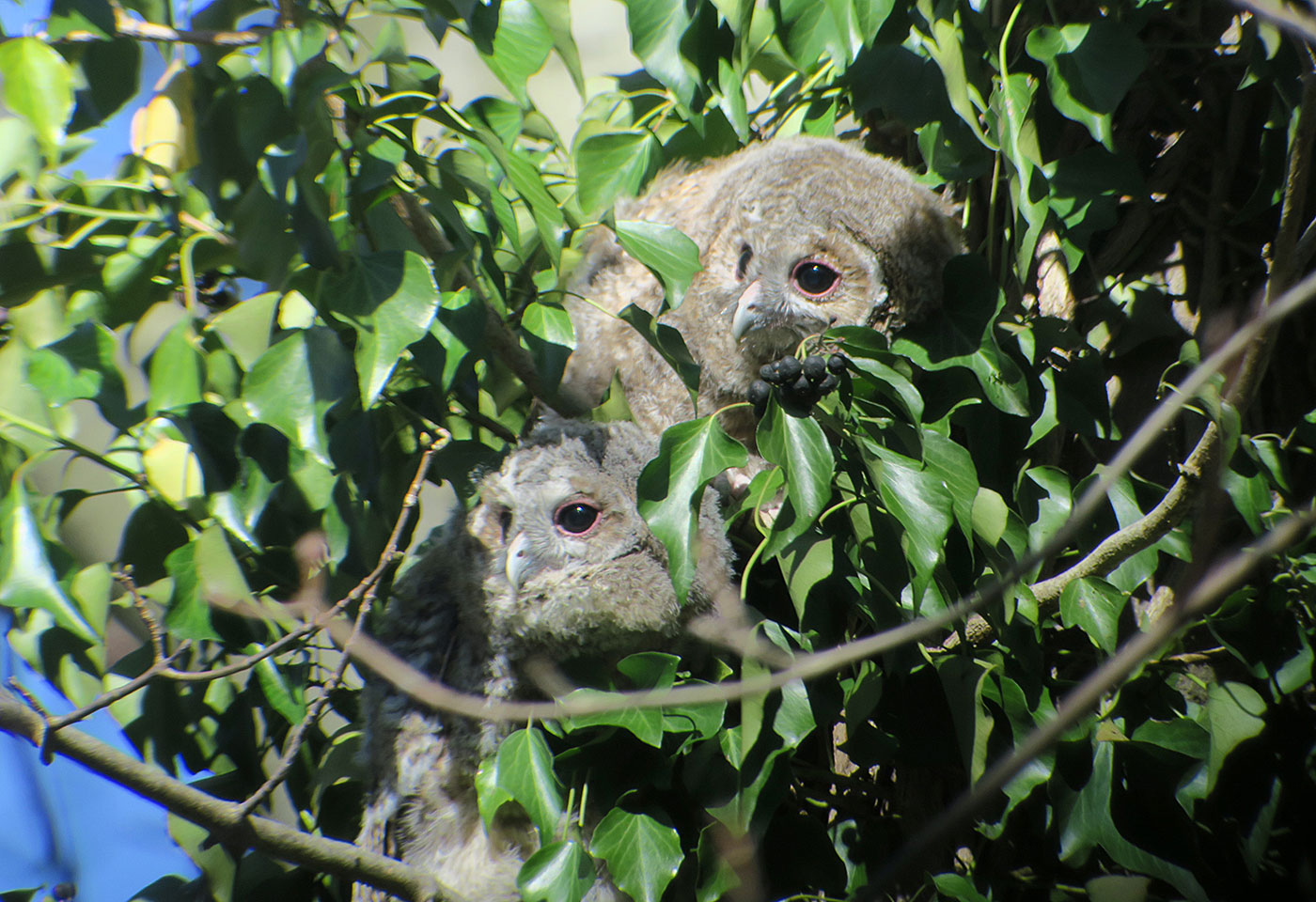 03_waldkauz_tawny-owl_engl-garten_2019-03-17_7872