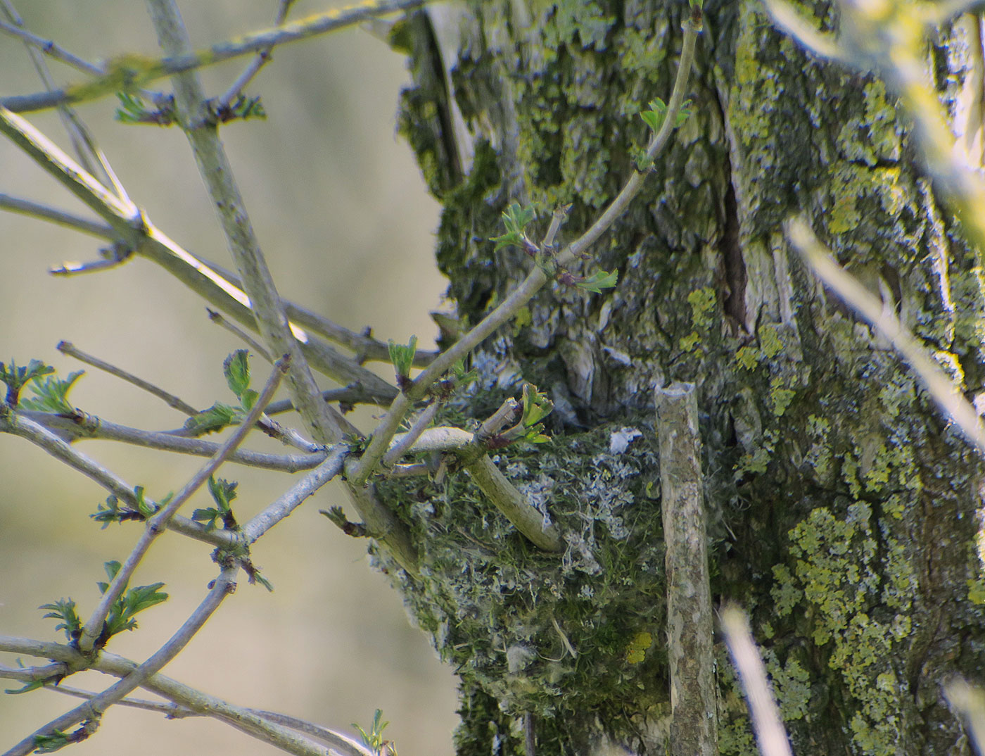 04_buchfink-nest_common-chaffinch_echinger_stausee_2019-03-31_8513
