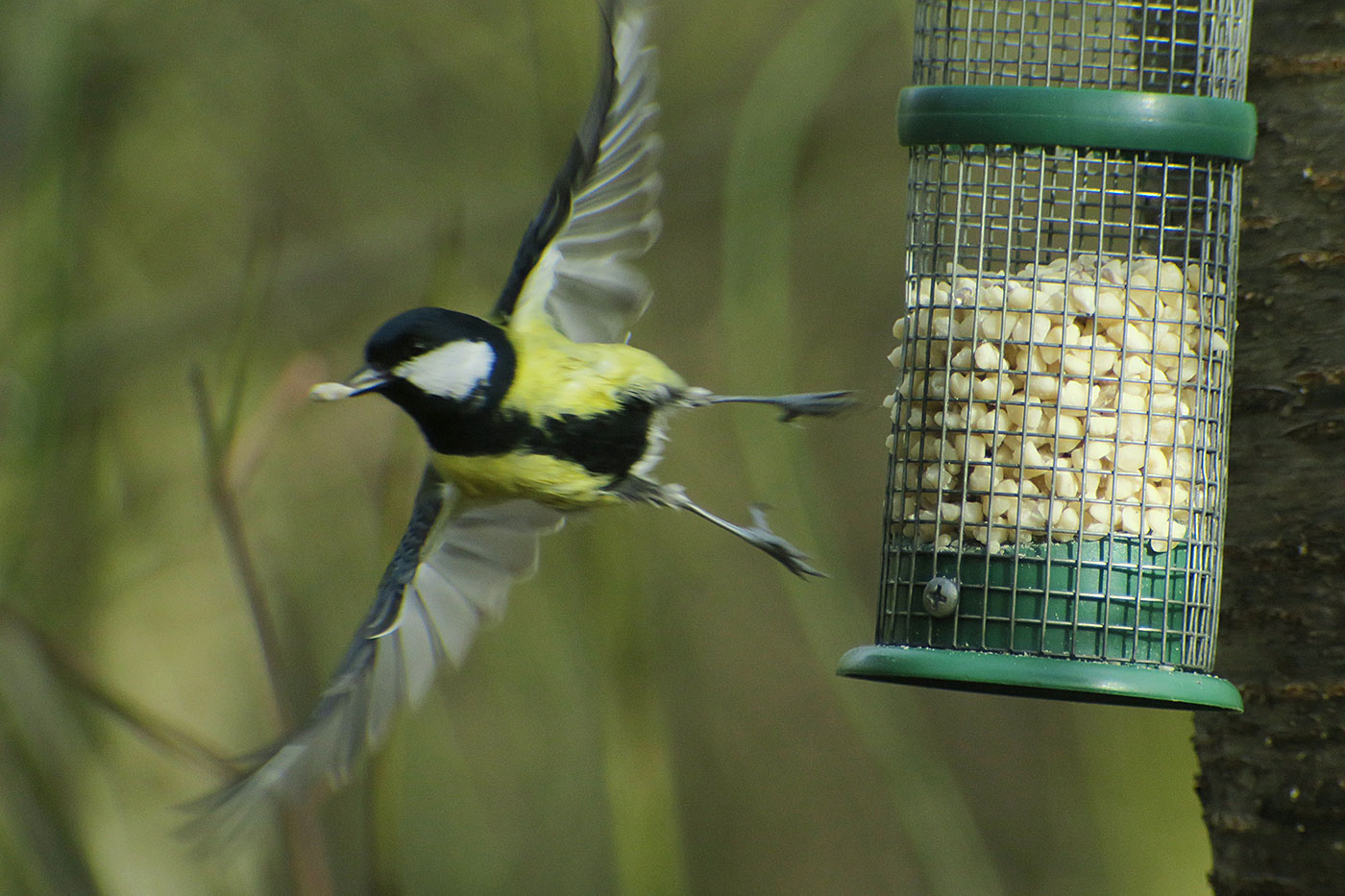 04_kohlmeise_great-tit_perlacher-forst_2019-03-03_7477