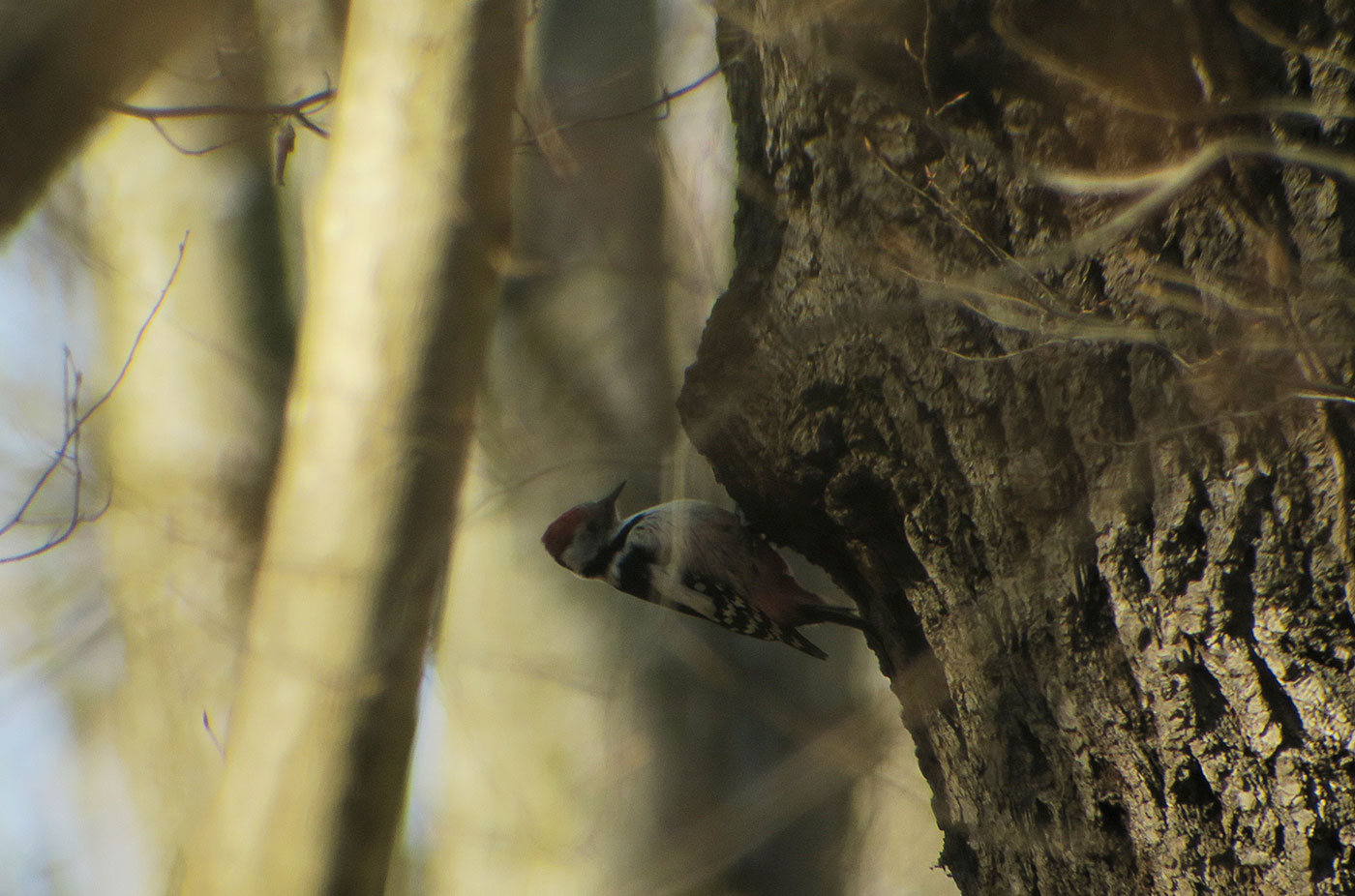 04_mittelspecht_middle-spotted-woodpecker_ammersee_2019-02-23_7116