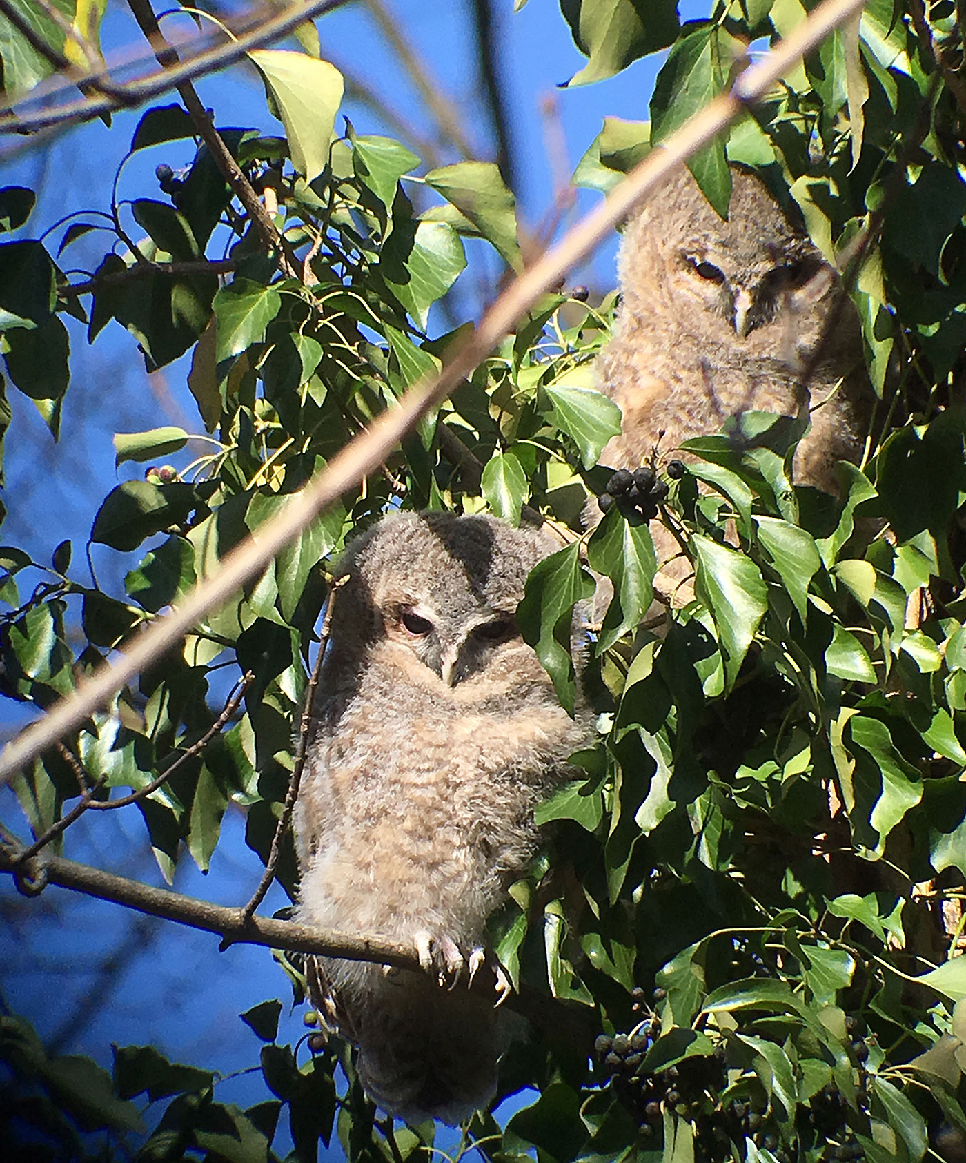 04_waldkauz_tawny-owl_engl-garten_2019-03-17_1836