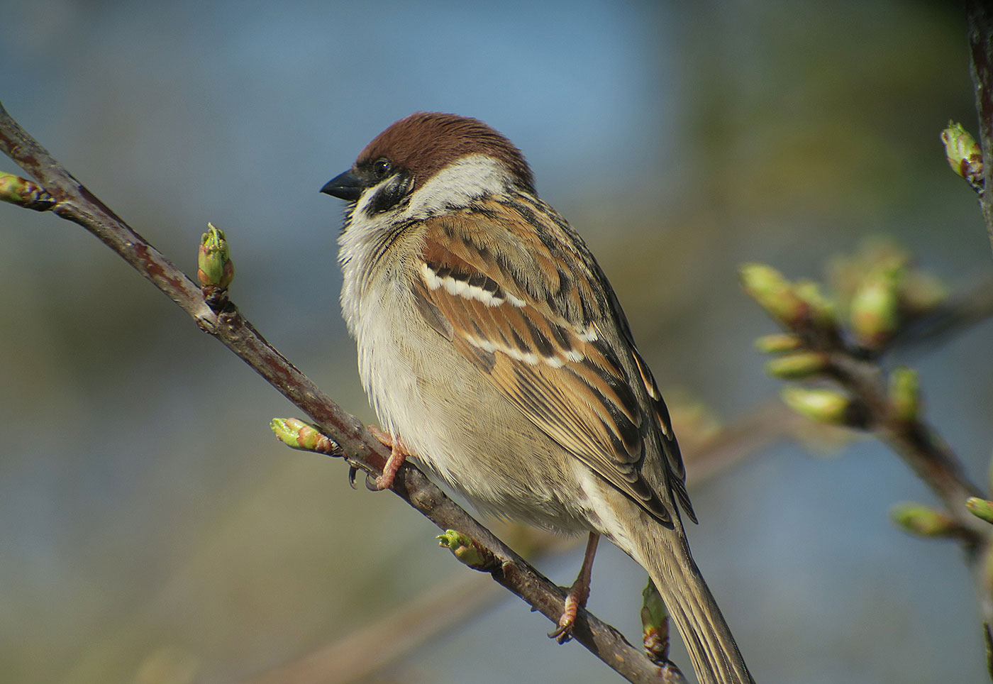 05_feldsperling_tree-sparrow_echinger_stausee_2019-03-31_8387